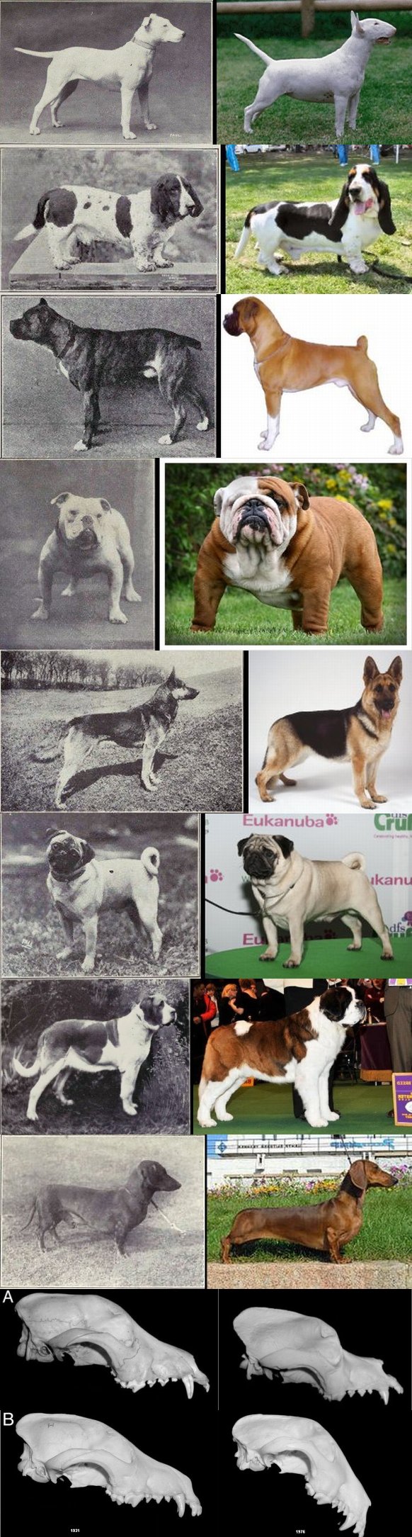 From the top: Bulldog, GSD, Pug, St. Bernard, Dachshund, St. Bernard skull (1850/1967), Bull Terrier skull (1931/1976)